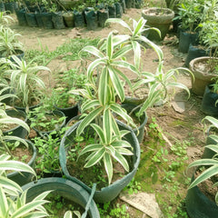 Song of India – Dracaena Reflexa Decorative Plant