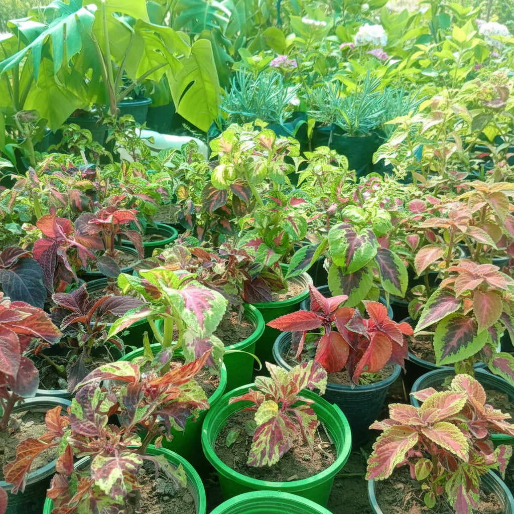 Coleus Plants – Vibrant Colorful Foliage Plants
