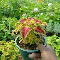 Coleus Plants – Vibrant Colorful Foliage Plants