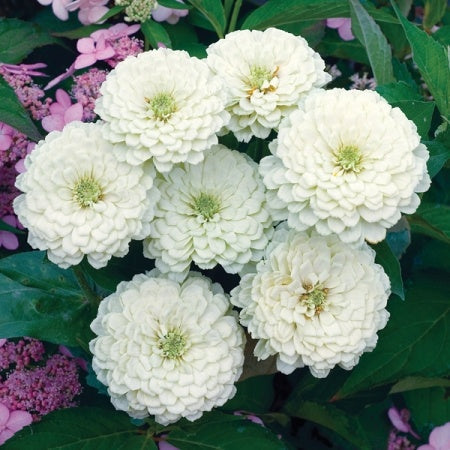 Zinnia White Flower Seeds | Summer Blooming Pure White Flowers