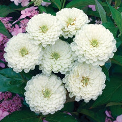 Zinnia White Flower Seeds | Summer Blooming Pure White Flowers