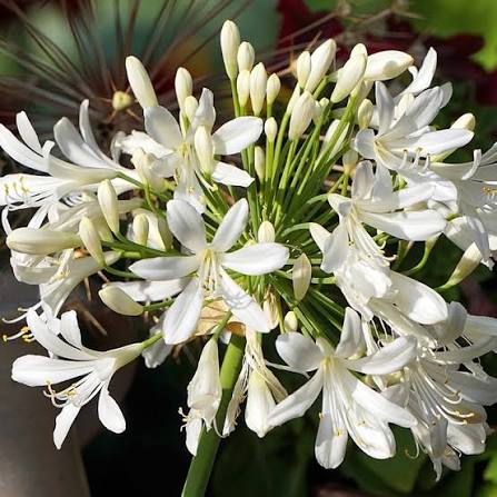 Imported Agapanthus White Bulb Elegant Trumpet Blooms