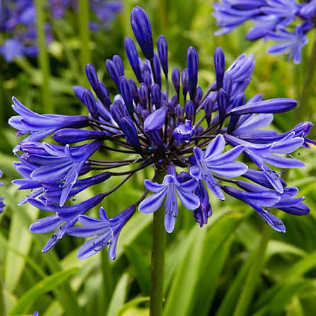 Imported Agapanthus Blue  Exotic Summer Blooms