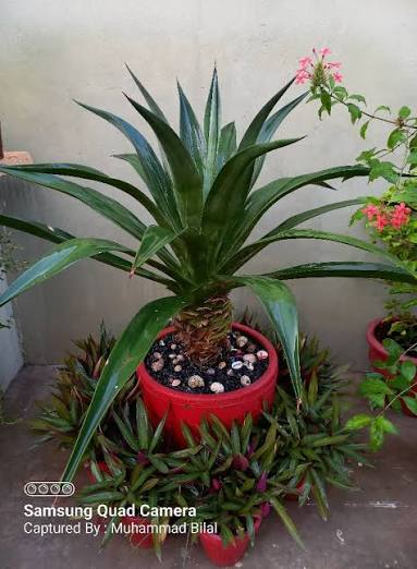 Agave  Hardy Ornamental Succulent for Pakistani Gardens