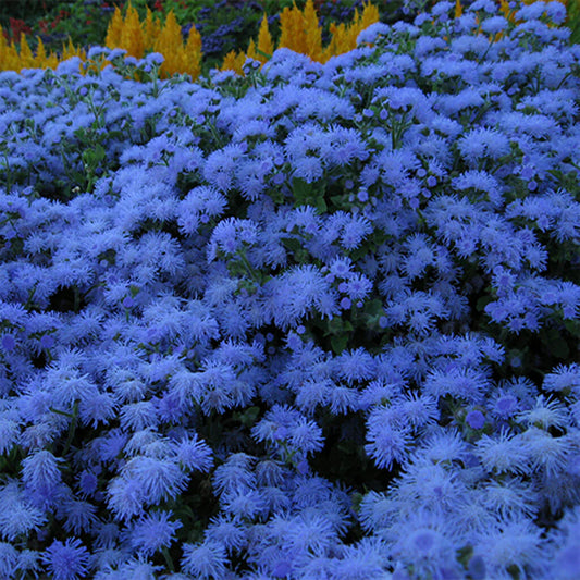 Ageratum Mexicanum Dwarf Ball Seeds in Pakistan  Compact Blue Flowering Plants