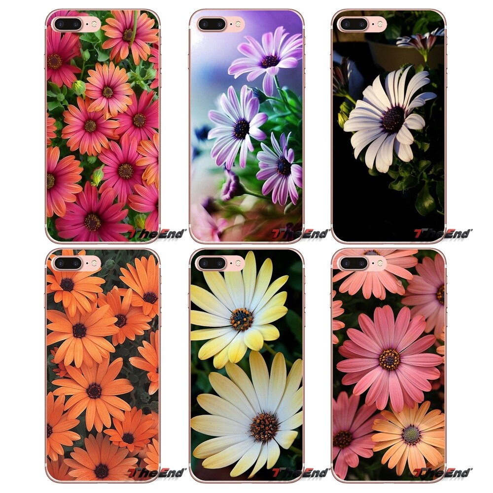 African Daisy Seeds (Osteospermum Akila F-01) | Hybrid Flower Seeds for Home Garden
