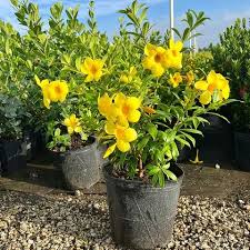 Almanda/Allamanda Vine Plant | Flowering Climber for Home & Garden