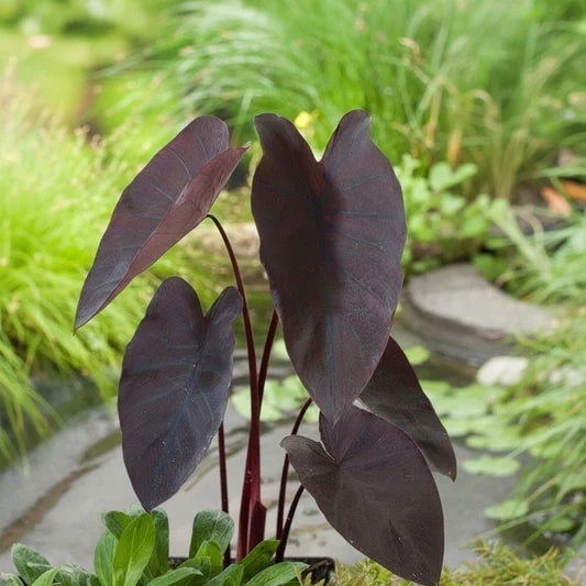 Alocasia Black Bulb  Exotic Foliage for Stylish Gardens