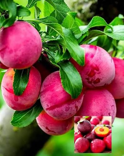 Aloo Bukhara (Beauty) Plant  Grafted, 2 Years Old, Premium Plum Variety