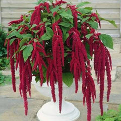 Amaranthus Love Lies Seeds – Vibrant Ornamental Foliage