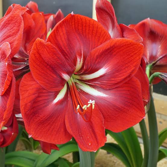 Amaryllis Flower-Red (1 Bulb)