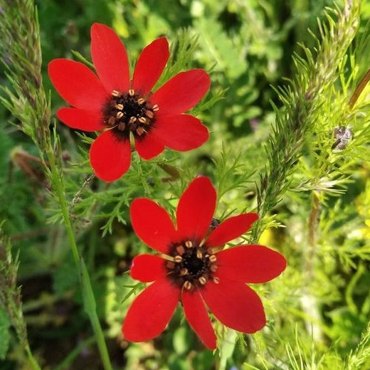 Adonis Pleasant Eye Seeds – Vibrant Summer Flower