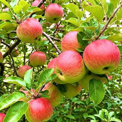 Anna Apple Plant  Grafted, 2 Years Old, Early Fruiting Variety