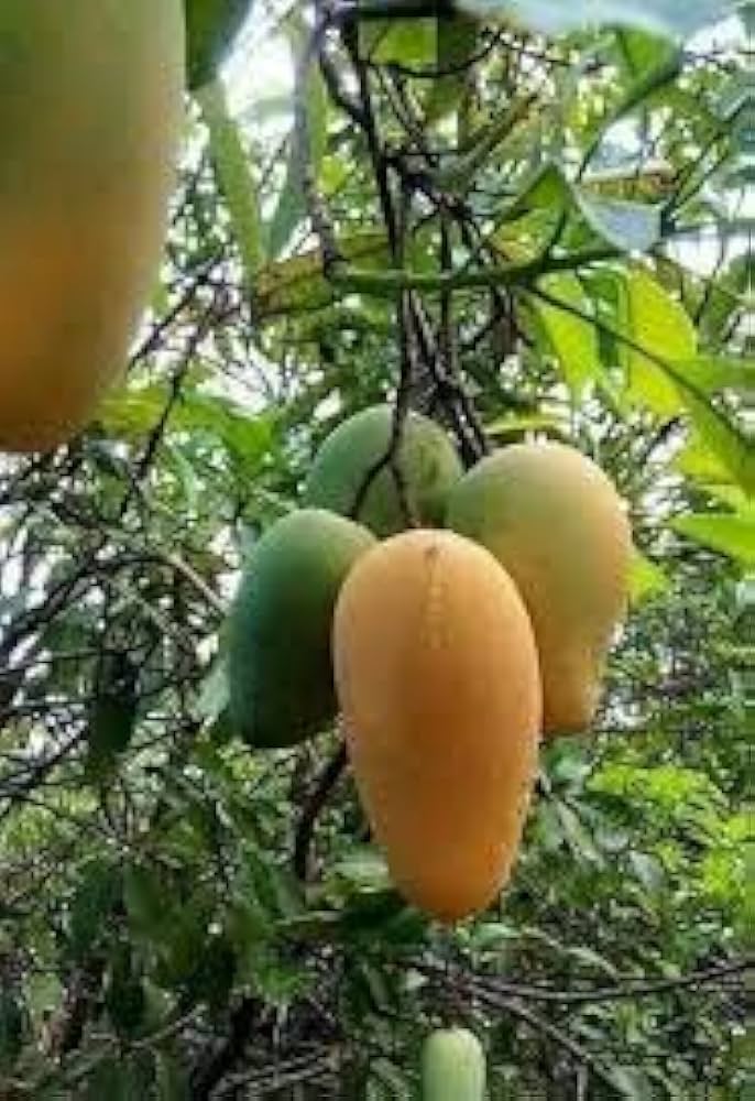 Anwar Ratol Mango Plant  1.5 Years Old