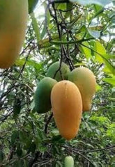 Anwar Ratol Mango Plant  1.5 Years Old