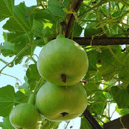 Buy Apple Gourd (Round Gourd / Tinda) Hybrid Seeds Online in Pakistan | High Yield