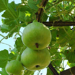 Buy Apple Gourd (Round Gourd / Tinda) Hybrid Seeds Online in Pakistan | High Yield