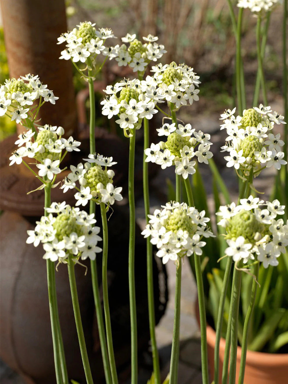 Ornithogalum Arabicum  Arabian Starflower Bulb (Limited Stock)