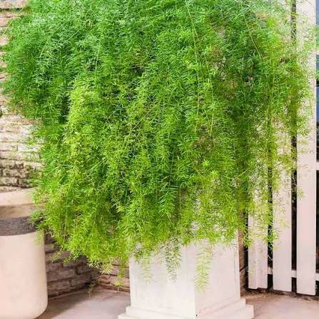 Asparagus Densiflorus Seeds – Lush Indoor & Outdoor Fern
