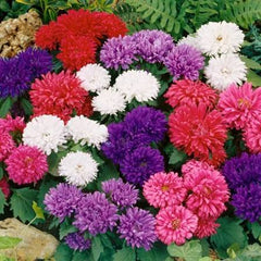 Aster California Giants Mix Seeds in Pakistan  Tall Multi-Colored Seasonal Flowers