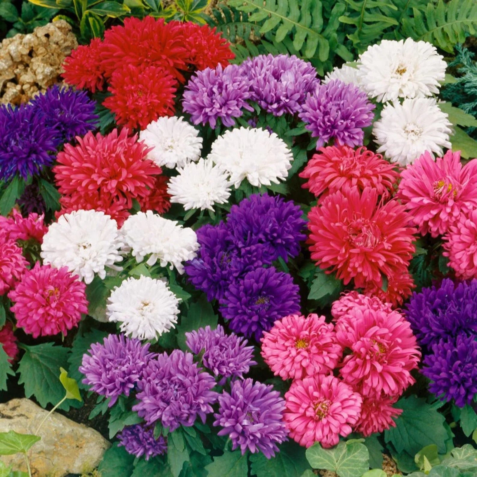Aster Nano Mix Seeds in Pakistan  Compact Multi-Colored Seasonal Flowers