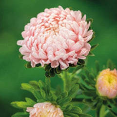 Aster Paeony Rose Seeds in Pakistan  Large Seasonal Rose-Pink Blooms
