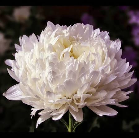 Aster Paeony White Seeds in Pakistan  Elegant Seasonal White Flowering Plants
