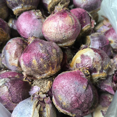 Hyacinth Pink Flower Bulb  Fragrant Winter-Sown Blooms