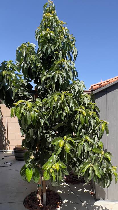 3-Year-Old Avocado Plant | Near-Fruiting Tree for Garden & Orchard
