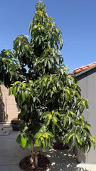 3-Year-Old Avocado Plant | Near-Fruiting Tree for Garden & Orchard