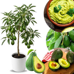 Avocado Plant (1 Ft)  Start Growing Natures Creamiest Super fruit