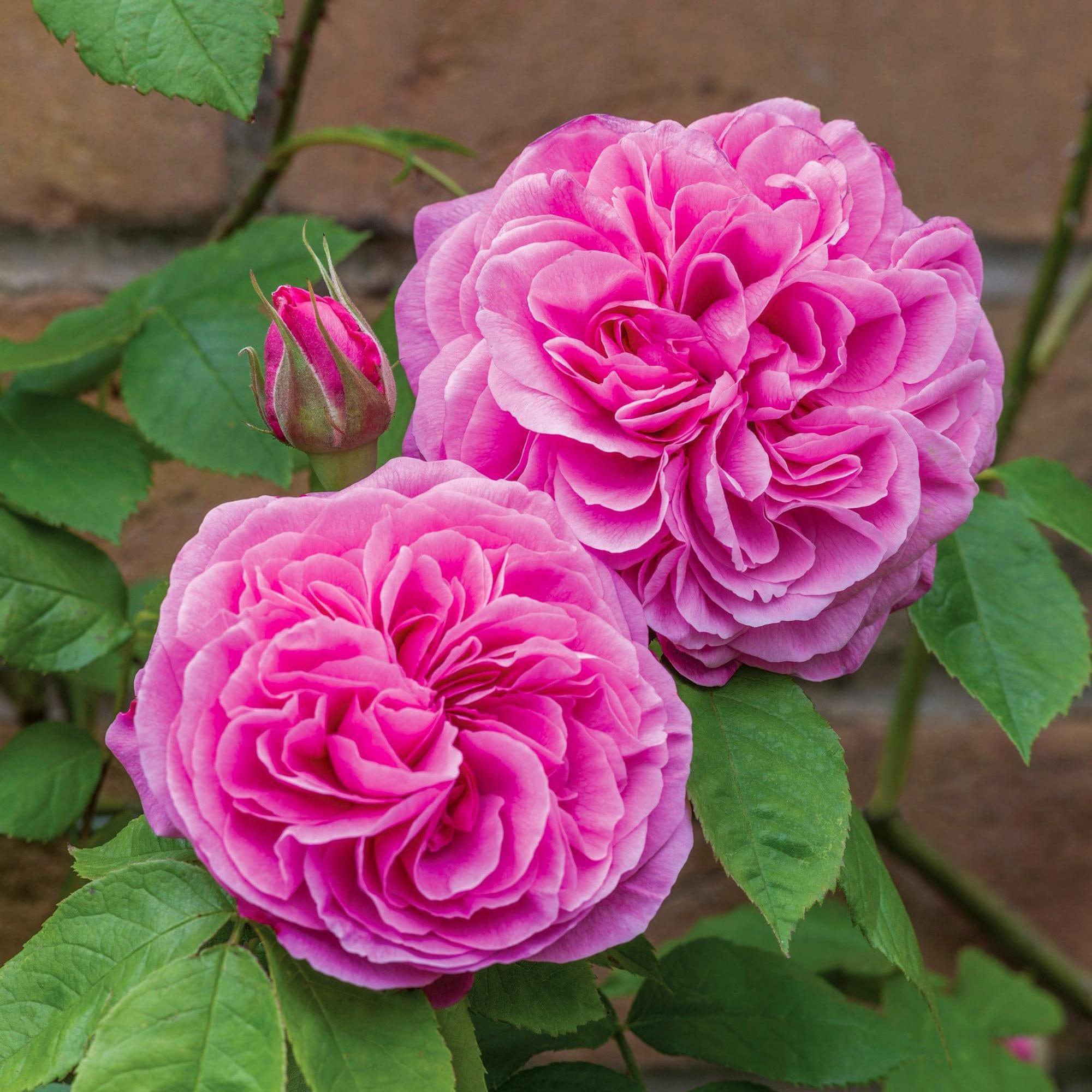 David Austin Pink Rose – Fragrant English Rose Plant