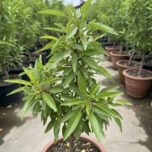 Badam (Almond) Plant  Premium Nut-Producing Tree