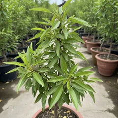 Badam (Almond) Plant  Premium Nut-Producing Tree