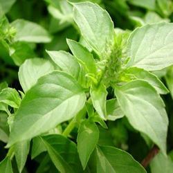Basil Plant – Aromatic Culinary & Medicinal Herb