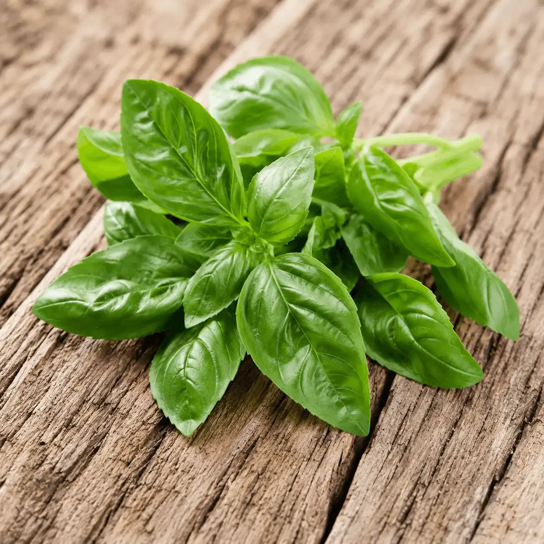 Curly Leaf Basil Hybrid Seeds in Pakistan  Decorative & Aromatic Herb Seeds