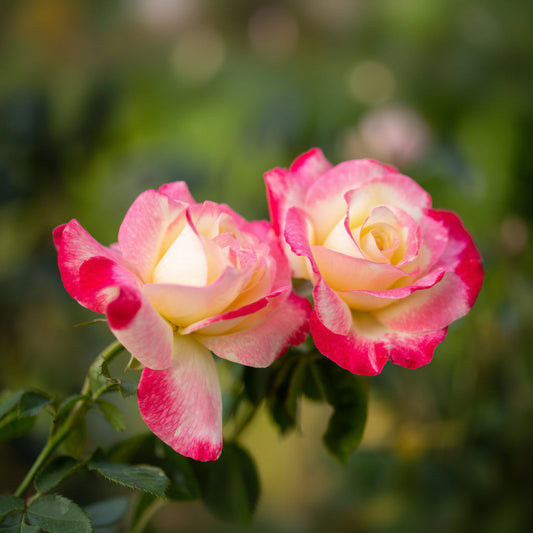 English Rose Double Delight – Cream & Red Fragrant Bi-Color Rose