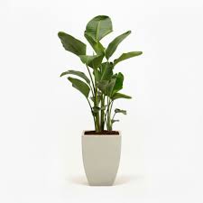 Bird of Paradise Plant  Exotic, Elegant & Statement Indoor/Outdoor Plant
