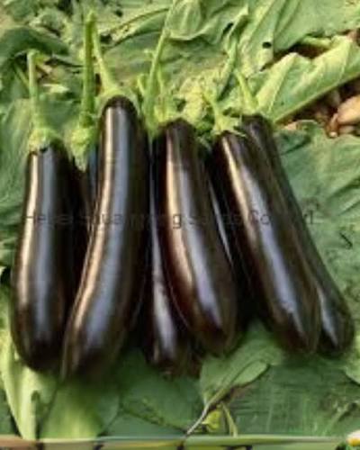 Hybrid Black Long Brinjal Seeds | High-Yield Baingan Seeds