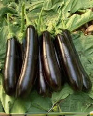 Hybrid Black Long Brinjal Seeds | High-Yield Baingan Seeds