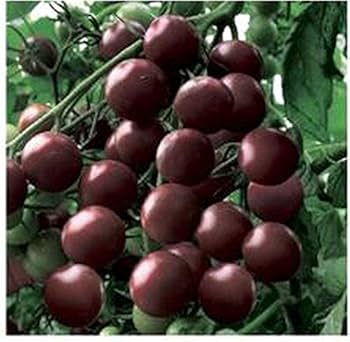 Pomodoro Principe Cherry Nero Seeds – Black Cherry Tomato for Kitchen Gardens