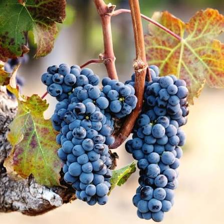 NARC Black Grapes Plant 2 Years Old  Grafted Seeded Vine for Fruiting