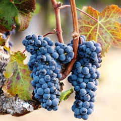 NARC Black Grapes Plant 2 Years Old  Grafted Seeded Vine for Fruiting