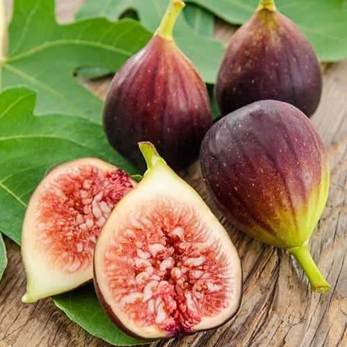 Black Injeer/Anjeer (Fig) Plant  Grafted, 2 Years Old, Early Fruiting Variety
