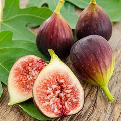 Black Injeer/Anjeer (Fig) Plant  Grafted, 2 Years Old, Early Fruiting Variety