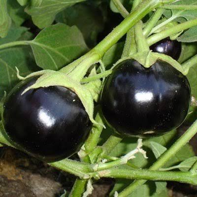 Black Round Brinjal Seeds (Hybrid) – Premium Eggplant