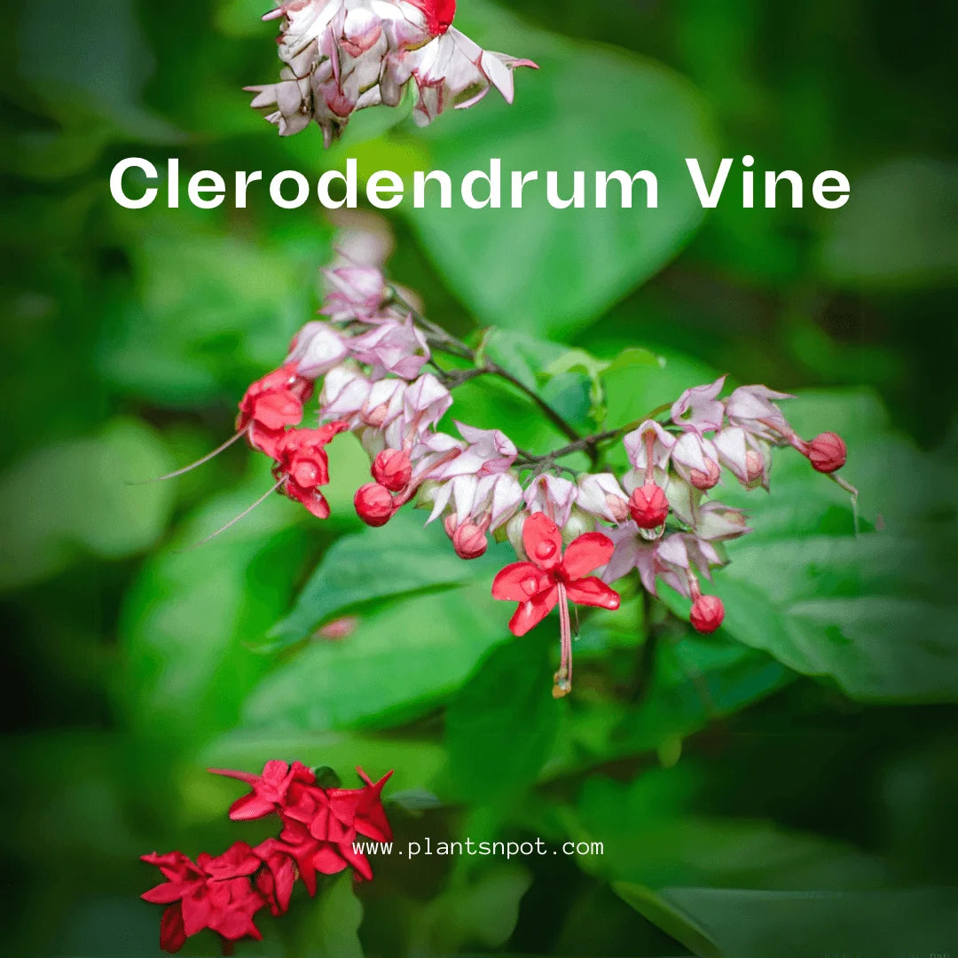 Bleeding Heart Vine Plant in Pakistan  Small Climber with Pink & White Flowers (Big Plant)