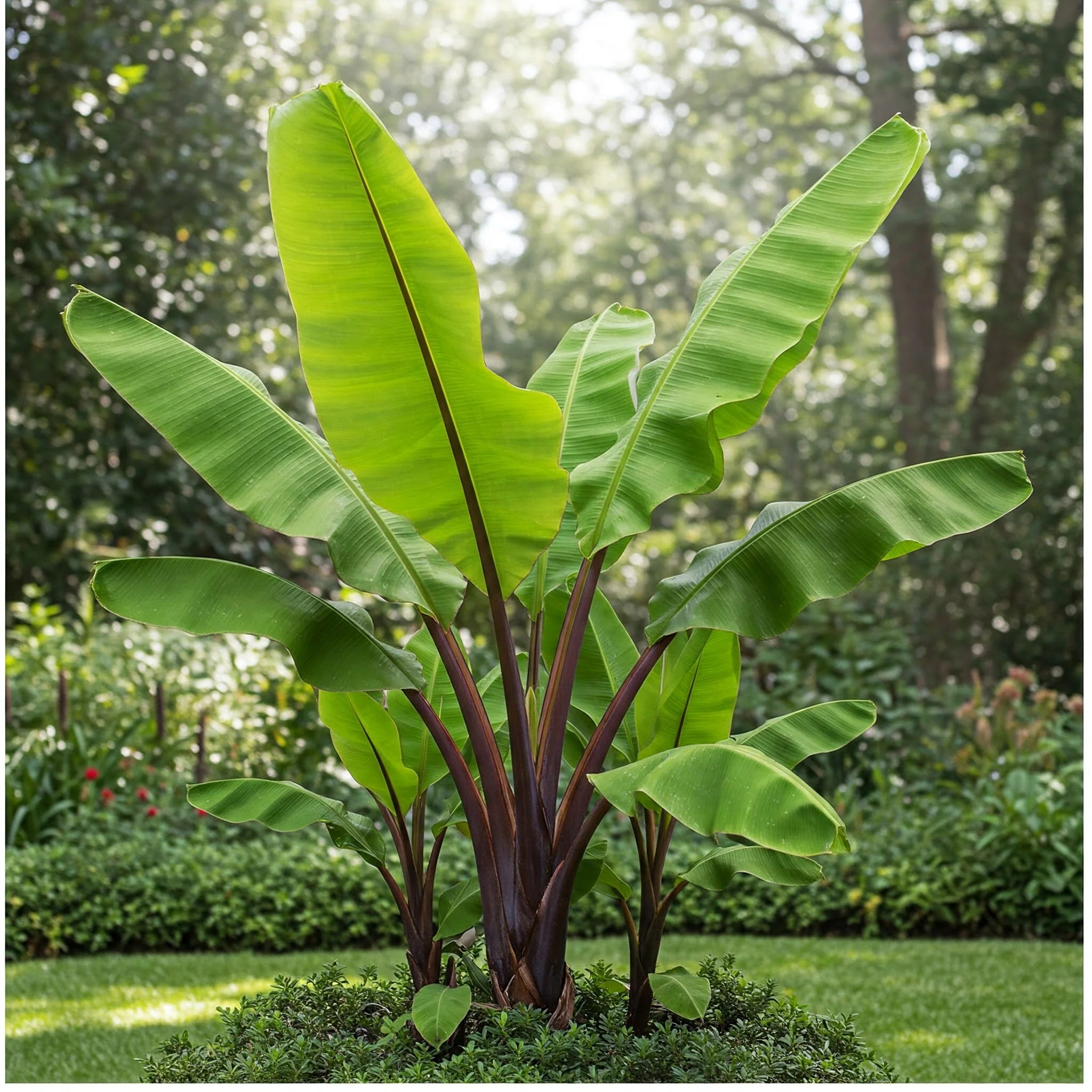 Banana Palm Tree  Lush Tropical Plant for Home & Garden