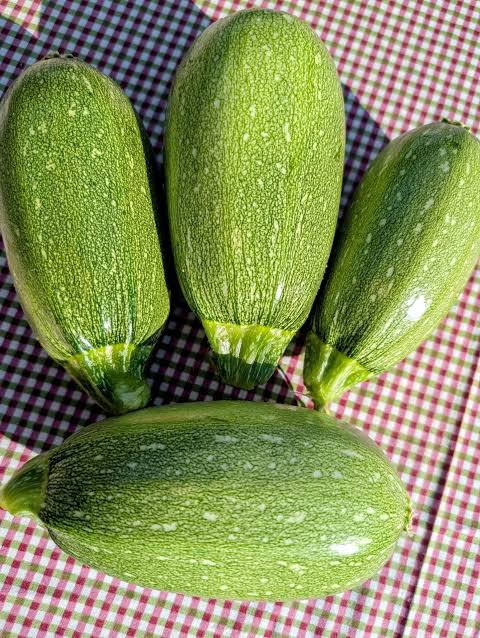 Bolognese Zucchini Seeds (Hybrid) – Italian Round Courgette for Kitchen Gardens