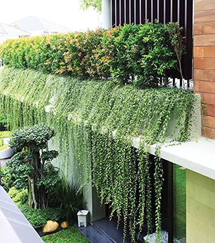 Bombay Creeper Plant | Fast-Growing Flowering Climber